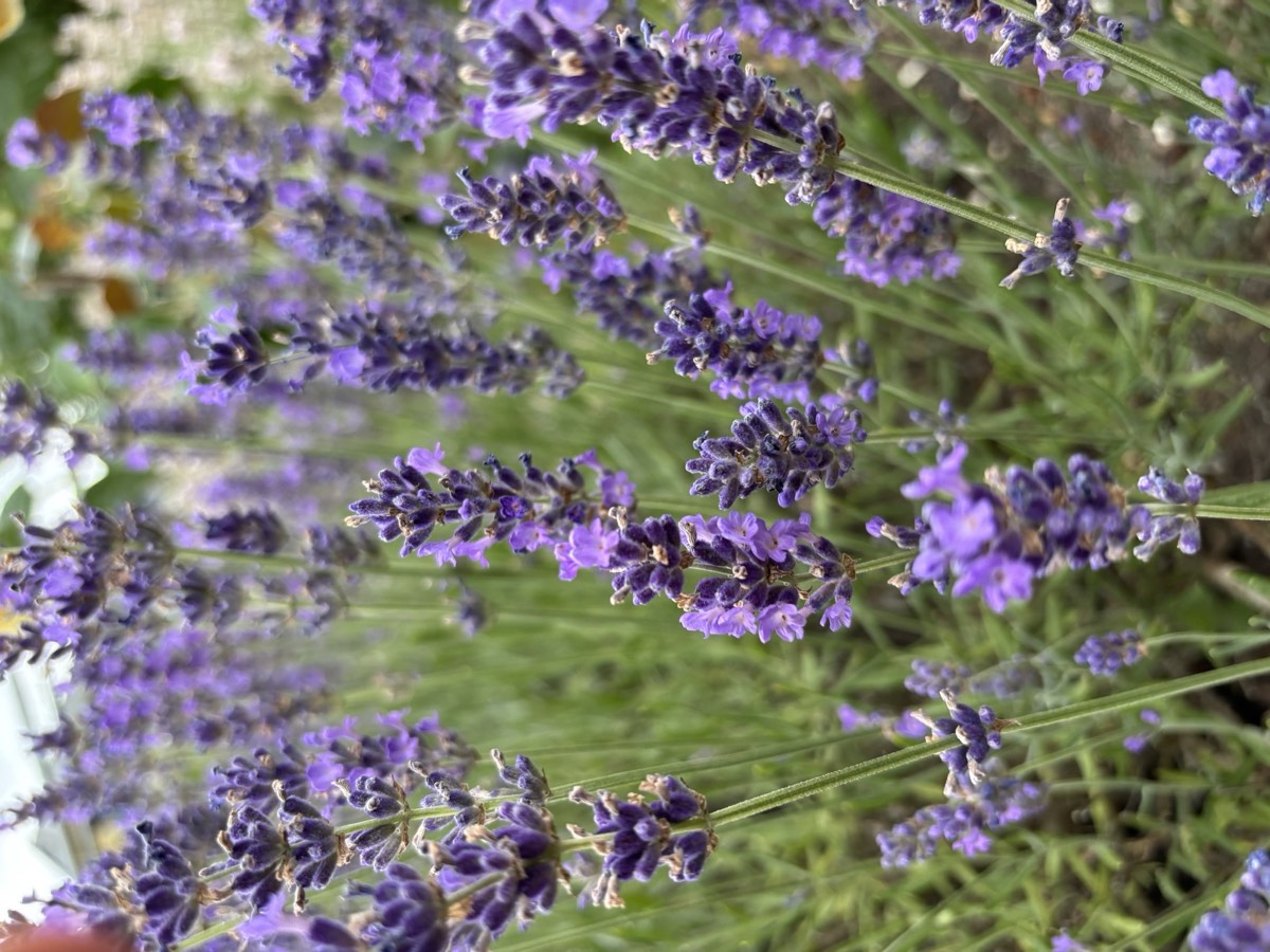 Blühender Lavendel mit violetten Blütenähren