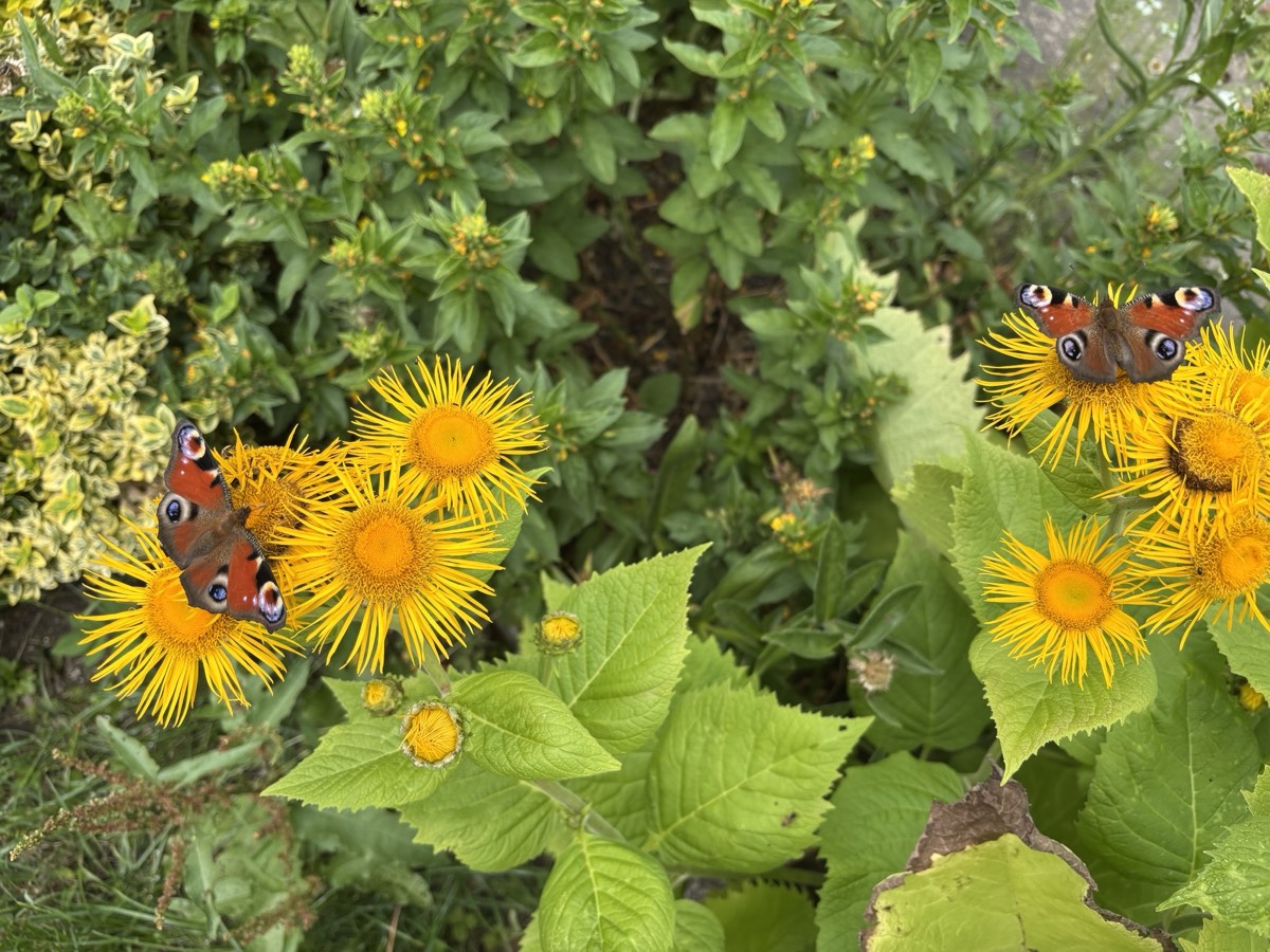 Zwei Tagpfauenaugen sitzen auf gelben Blüten eines Schein-Alants